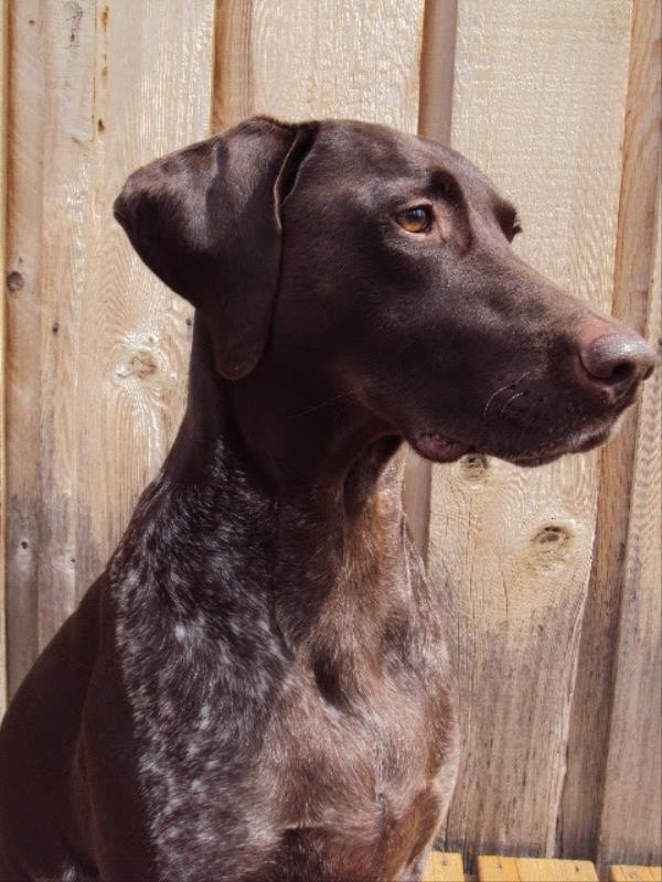 /images/uploads/southeast german shorthaired pointer rescue/segspcalendarcontest2021/entries/21899thumb.jpg